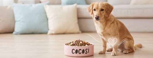 Problemas digestivos en perros: causas más comunes (alimentación, estrés, parásitos) y señales de alarma